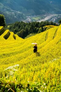 mountains, plateau, step, field, people, nature, rice, countryside, outdoors, agriculture